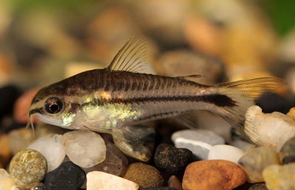 Pygmæ pansermalle Gastrodermus pygmaeus (Tidl. Corydoras pygmaeus)